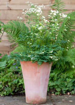 Empoli Terracotta Lily Pot large